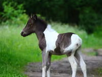 Caballo, American shetland pony — foto 3