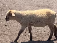 كبش, Hampshire sheep — الصورة 7