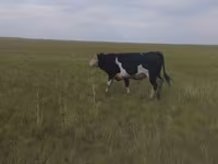 Бұқа, Russian Black pied cattle — 3-сурет