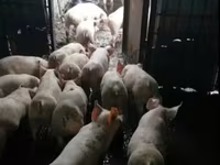 Eber, Schweine — Foto 2