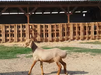 Кочкор, Эдильбай койу — сүрөт 3