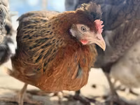 Chickens — 照片 2