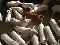 ثور, الماشية — الصورة 3