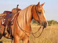 Hengst, Gypsy horse — Foto 6