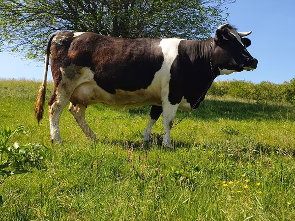 公牛, Holstein breed