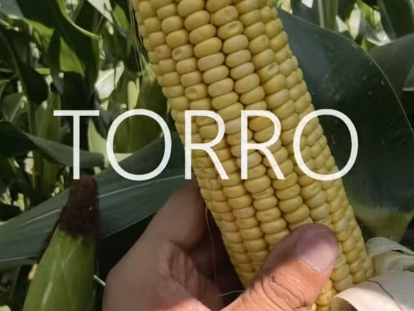 Силос 5 сом с поля сорт Торро 50 тонн