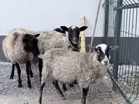 Кочкор, Гиссар койу — сүрөт 2