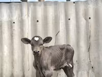 Bulle, Swiss cattle — Foto 6