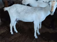 Эчки, Заанен кодуру — сүрөт 2