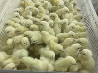 Chickens — फ़ोटो 6