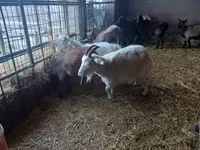 बकरी, Alpine goat — फ़ोटो 1