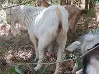Taka, LaMancha goats — 2-rasm