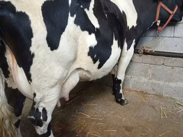 Уй, Голштин тукуму — Кыргызстан