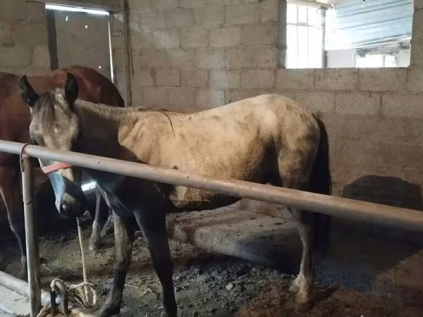 Hengst, Horse breed — Kirgisistan