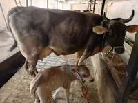 Sigir, Swiss cattle — 5-rasm