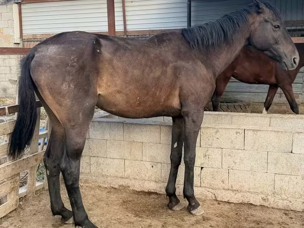 Hengst, Arabian horse — Kasachstan