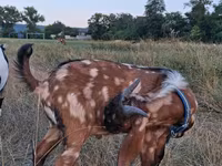 Cabro, Nubian Goat — foto 3