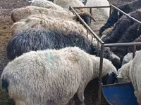 Ram, Hissar sheep — photo 3