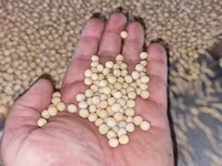 Mazăre galbenă, soi ESO, reproducția 3 (R3) — recolta 2026. — الصورة 1