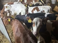 ثور, Simmental cattle — الصورة 3