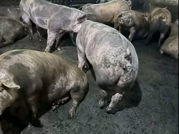 Cerda, Cerdos