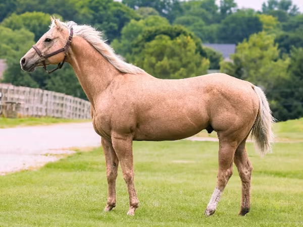 Hengst, Quarter Horse
