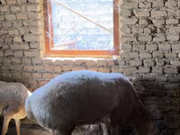 Carnero, Arashan sheep — foto 2