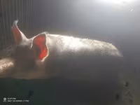 Eber, Schweine — Foto 1