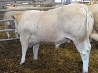Бұқа, Blonde d’Aquitane cattle — 2-сурет