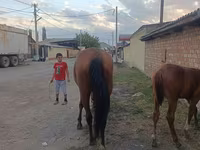 Stute, Thoroughbred horse — Foto 3
