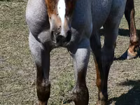 فرس, Quarter Horse — الصورة 5