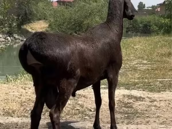 Кочкор, Койлор — Өзбекстан