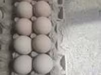 Chickens — Foto 4
