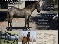 Yegua, Rocky Mountain Horse — foto 1