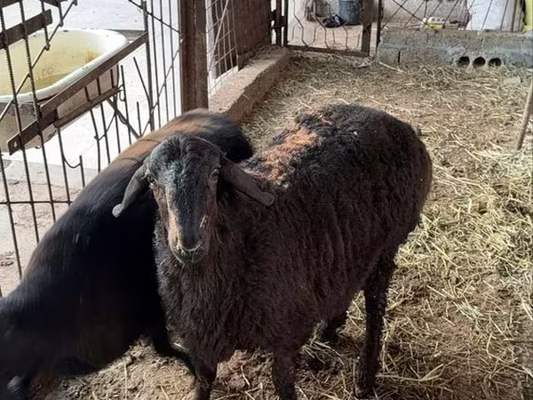 Кочкор, Койлор