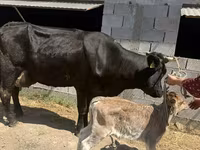 Vaca, Swiss cattle — foto 2