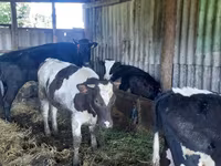 Vaca, Raza Holstein — foto 1