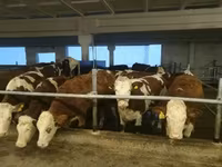 Kuh, Holstein-Rasse — Foto 8