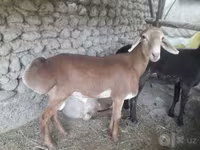 كبش, الأغنام — الصورة 5