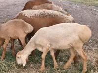 Oveja, Arashan sheep — foto 2