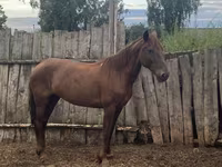 Yegua, Caballos — foto 4