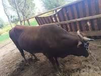 Toro, Ganado vacuno — foto 4