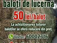 Vind baloți de lucerna 1 cosire-50lei/balot, a2-cosire 60lei balot.Sunt frunzoși și păstrați foarte — 照片 4
