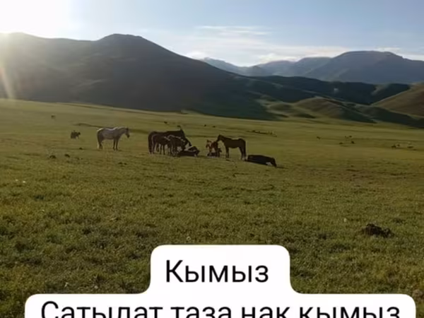 Кымыз — натуральный кочующий напиток из кобыльего молока. - Свежий