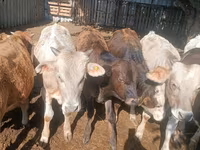 Toro, Ganado vacuno — foto 1