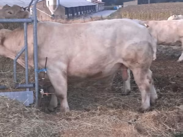 Бұқа, Charolais cattle
