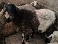 كبش, Hissar sheep — الصورة 6