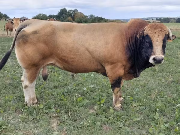 सांड, Partenaise cattle