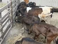 ثور, Russian Black pied cattle — الصورة 4