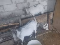 Cabra, Cabras — foto 5